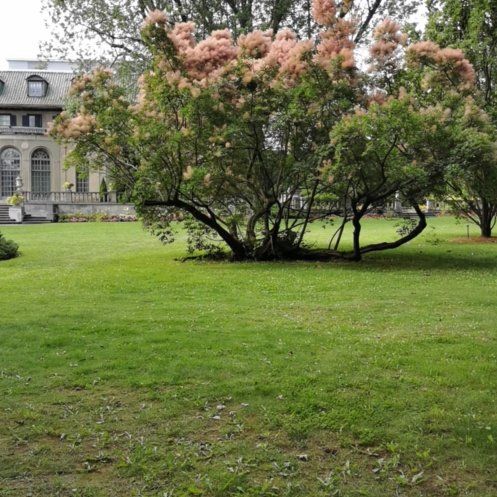 Photo of the plant species Smokebush by @HipOnion18 named Bodhi on Greg, the plant care app