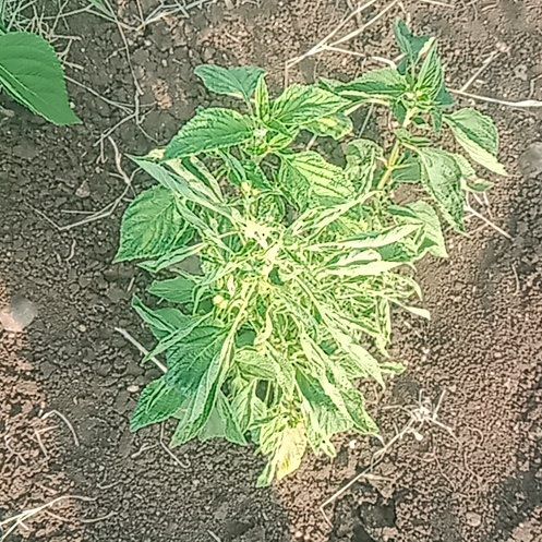 Photo of the plant species Palmer's Amaranth by @AmazingCapeivy named Fernie Mercury on Greg, the plant care app