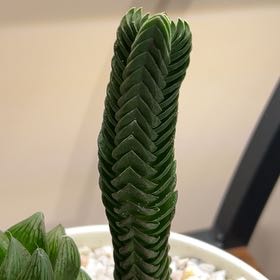Photo of the plant species Buddhas Temple by @VipOnion25 named Prince on Greg, the plant care app