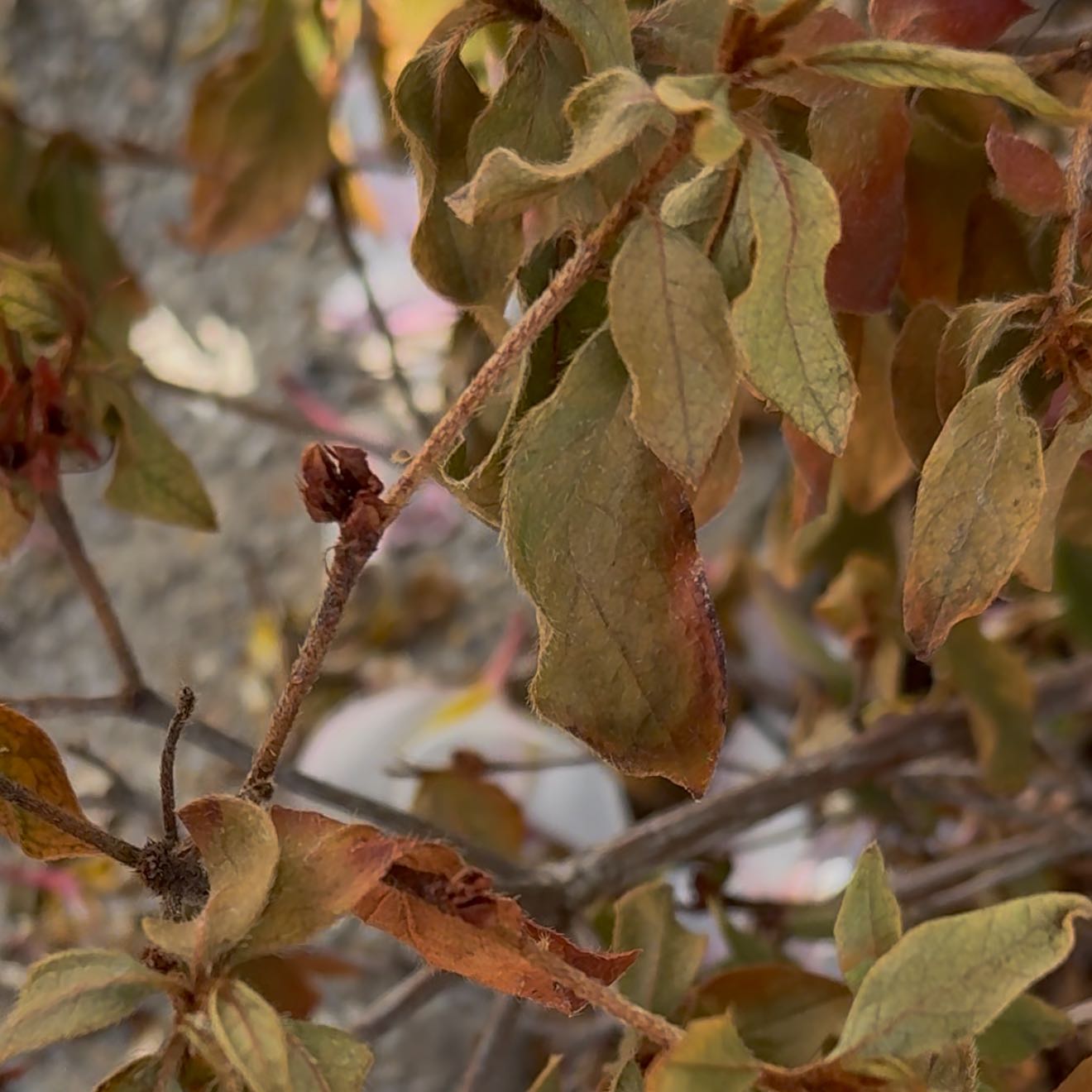 Photo of the plant species White Azalea by @ValidRedfir43 named Iggy on Greg, the plant care app