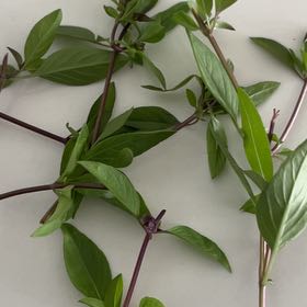 Photo of the plant species Persicaria Longiseta by @GrandPaleflax38 named Kylie on Greg, the plant care app