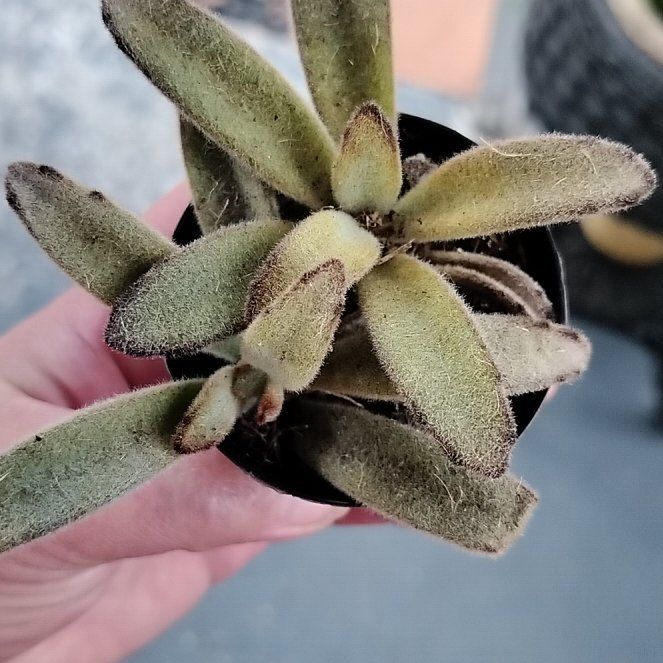 Photo of the plant species Chocolate Soldier by @ProLimezinger28 named Lola on Greg, the plant care app