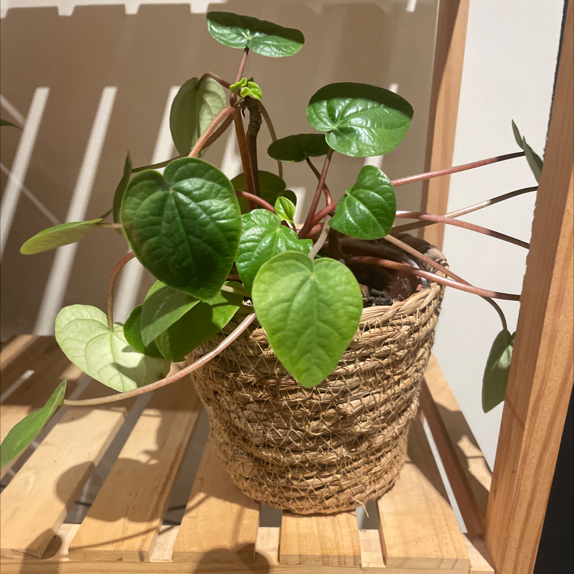 Photo of the plant species Rana Verde Peperomia by @Joe.thompson._ named Ezmerelda on Greg, the plant care app