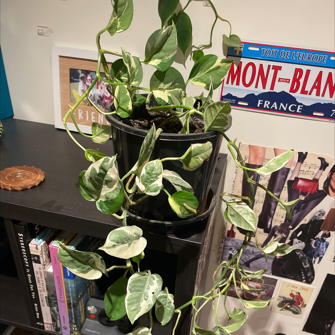 Photo of the plant species Glacier Pothos by @Joe.thompson._ named Harmony on Greg, the plant care app
