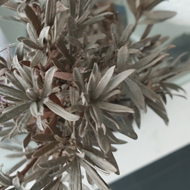 Photo of the plant species Sage Brush by @WarmZzplant94 named Willow on Greg, the plant care app