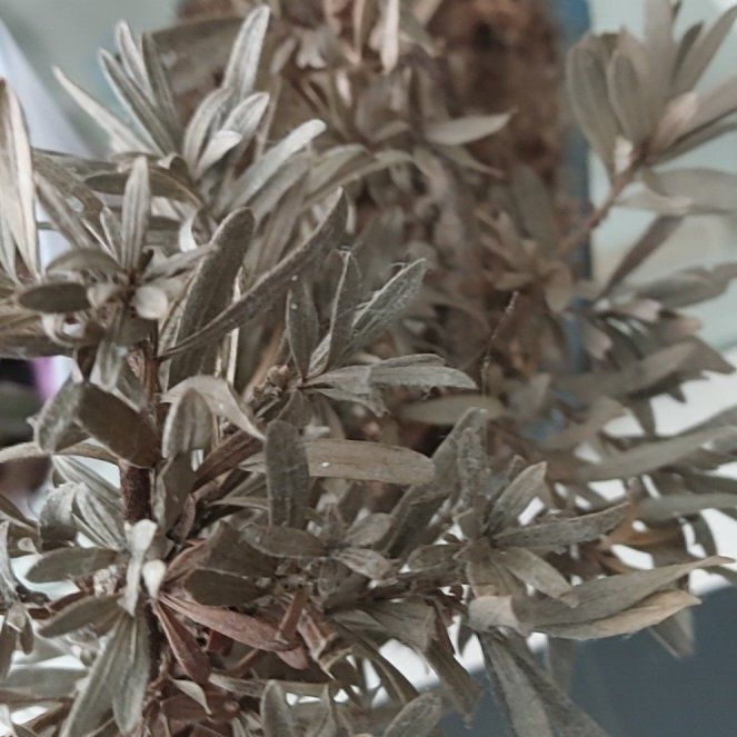 Photo of the plant species Sage Brush by @WarmZzplant94 named Rosa on Greg, the plant care app