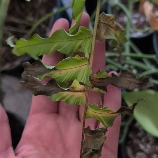 Photo of the plant species Tiger Fern by @FunPeanut28 named Mochi on Greg, the plant care app