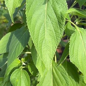 Photo of the plant species Chia by @NeatPokaka67 named Emerson on Greg, the plant care app