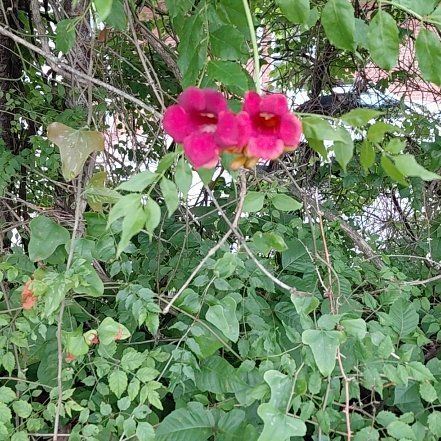 Photo of the plant species Hummingbird Vine by @PrimeTomato20 named Messi on Greg, the plant care app