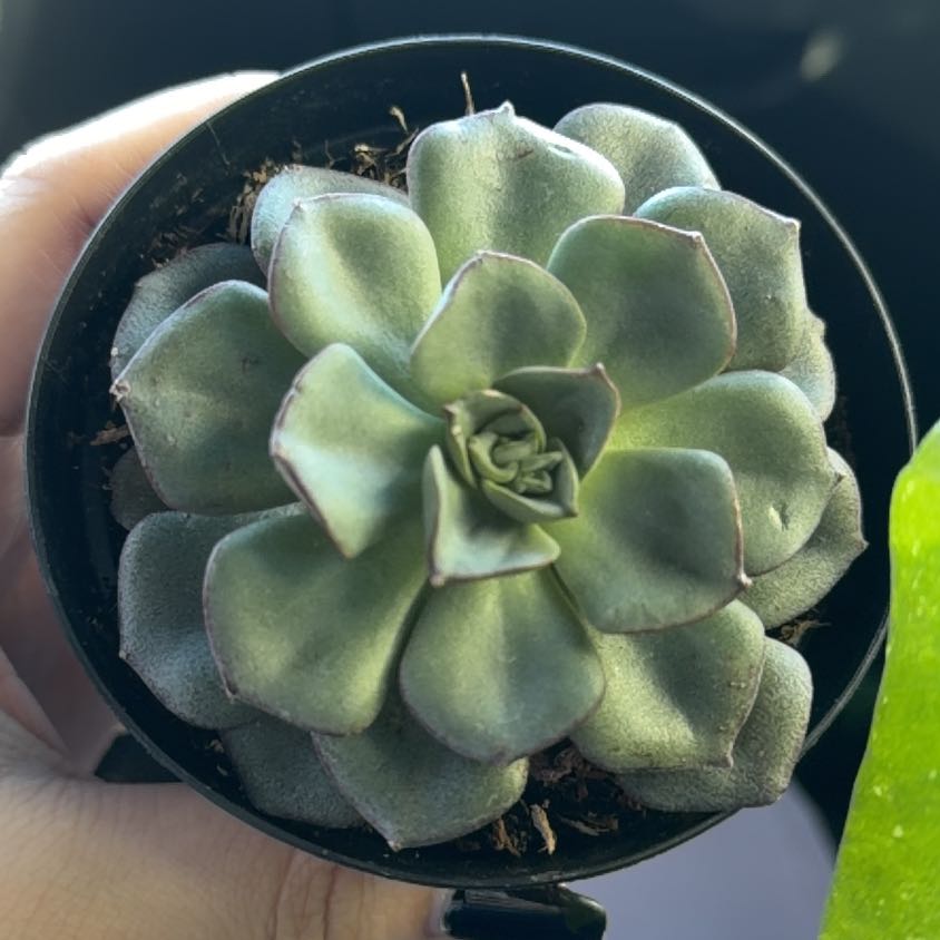 Photo of the plant species Echeveria 'Moranii' by @ChosenWinika40 named Sahara on Greg, the plant care app