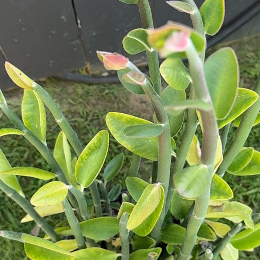 Photo of the plant species Pedilanthus bracteatus by @LeadPipevine44 named Rosa on Greg, the plant care app