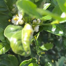 Photo of the plant species Mexican Lime by @LeadPipevine44 named Rihanna on Greg, the plant care app