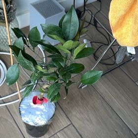 Photo of the plant species Navel Orange by @HeiressCosmo41 named Miley on Greg, the plant care app