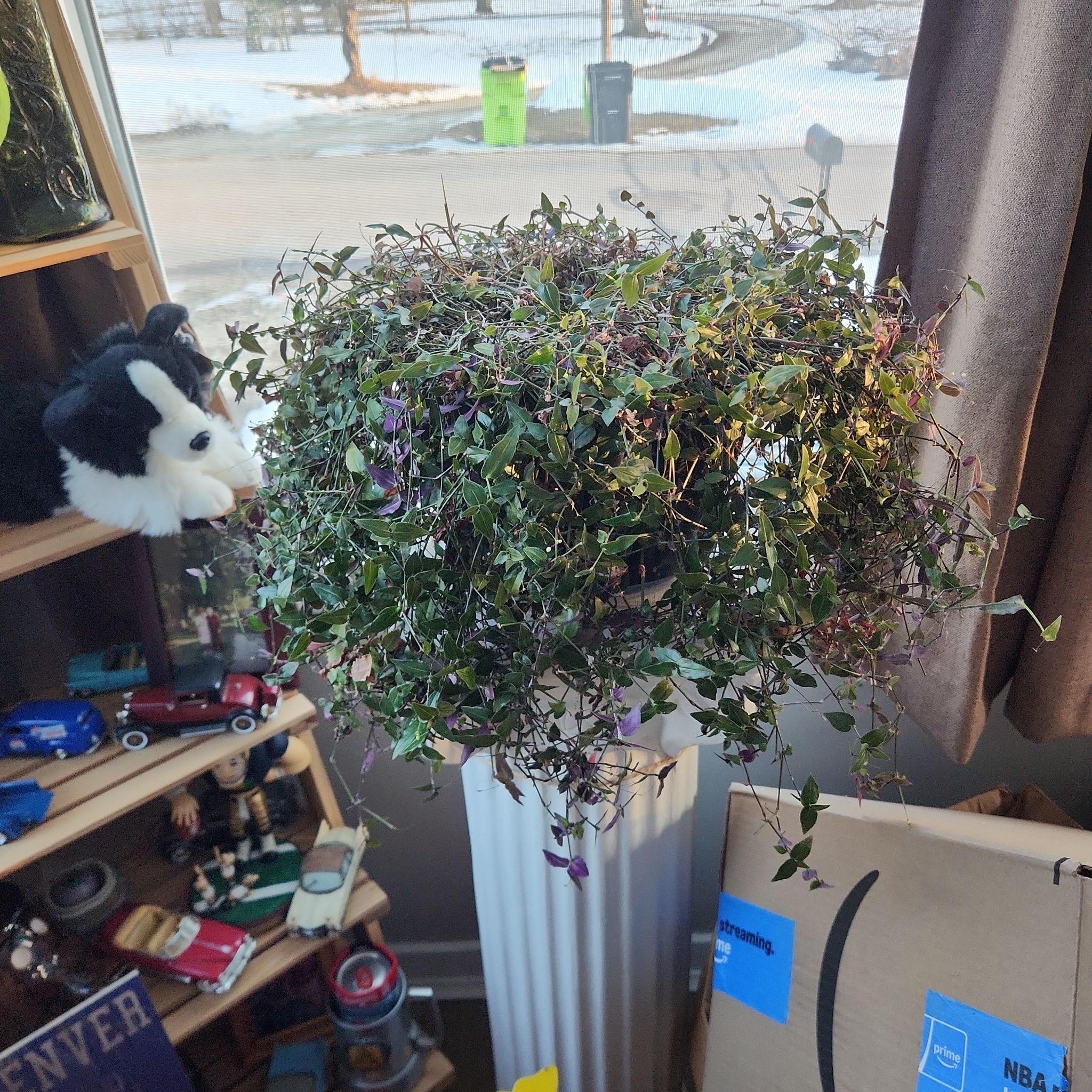 Photo of the plant species Bridal Veil by @Irishjm27 named Duke on Greg, the plant care app
