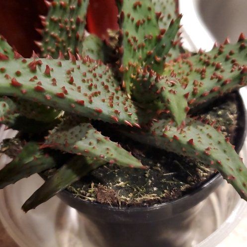 Spike