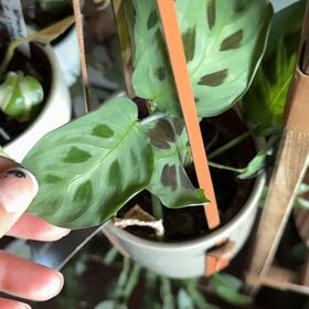 Photo of the plant species Maranta Prayer Plant by @SavoryJuniper63 named Stella on Greg, the plant care app