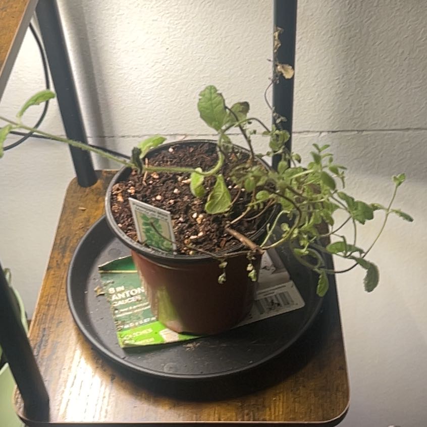 Photo of the plant species Pineapple Mint by @FunHogpeanut50 named Pineapple Ityeleba on Greg, the plant care app