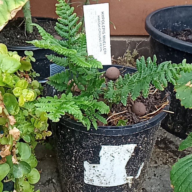 Photo of the plant species Harsh Ground Fern by @ProlificMango95 named Diana on Greg, the plant care app