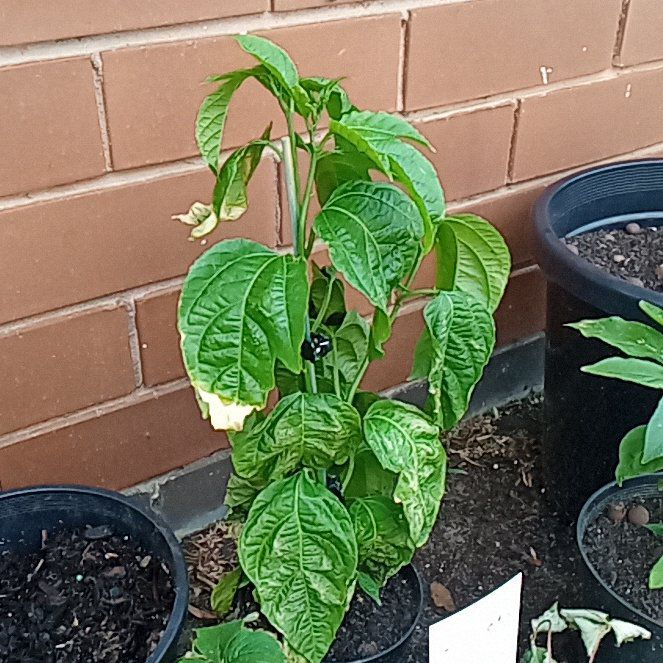 Photo of the plant species Purple Passion Fruit Vine by @ProlificMango95 named Gaga on Greg, the plant care app