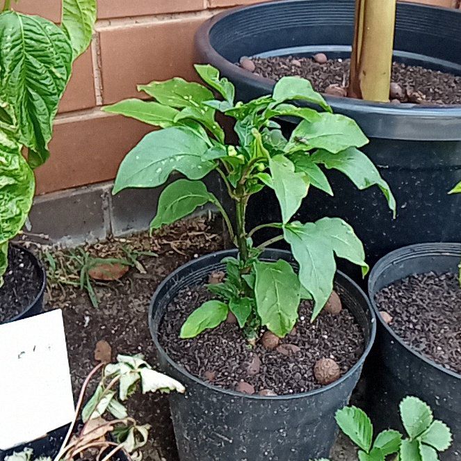 Photo of the plant species Zantedeschia 'Sweet Chilli' by @ProlificMango95 named Demi on Greg, the plant care app