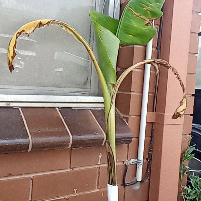 Photo of the plant species Red Banana by @ProlificMango95 named Luna on Greg, the plant care app