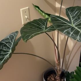 Photo of the plant species Alocasia Pink Dragon by @TotalBigfoot20 named Diana on Greg, the plant care app