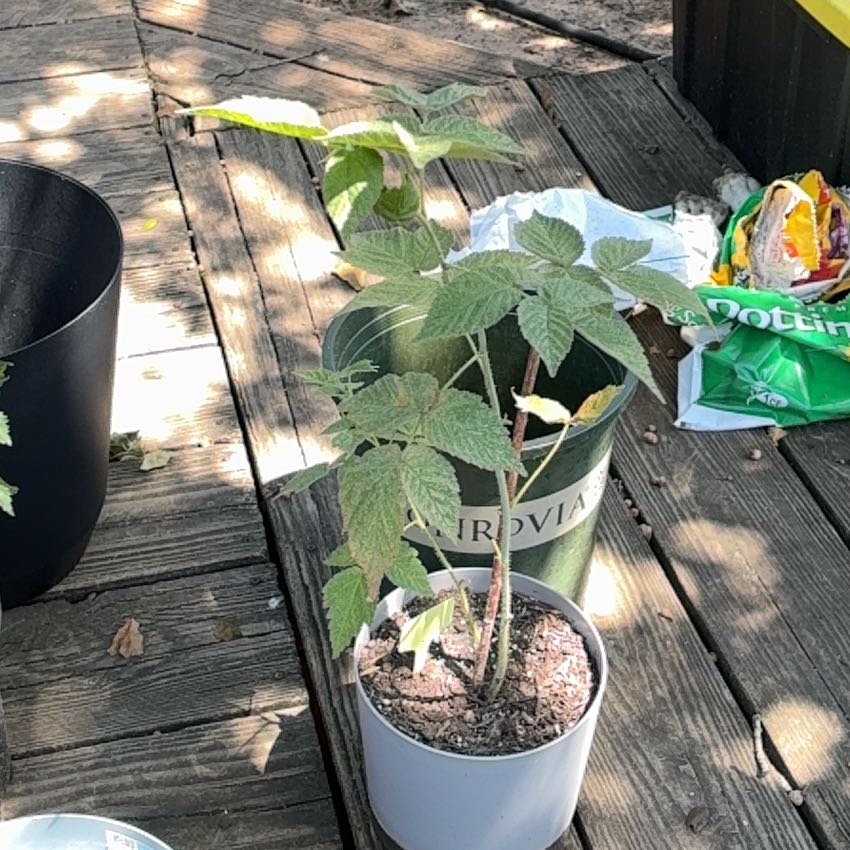 Photo of the plant species European Red Raspberry by @FitMedeola60 named Muhammad Ali on Greg, the plant care app