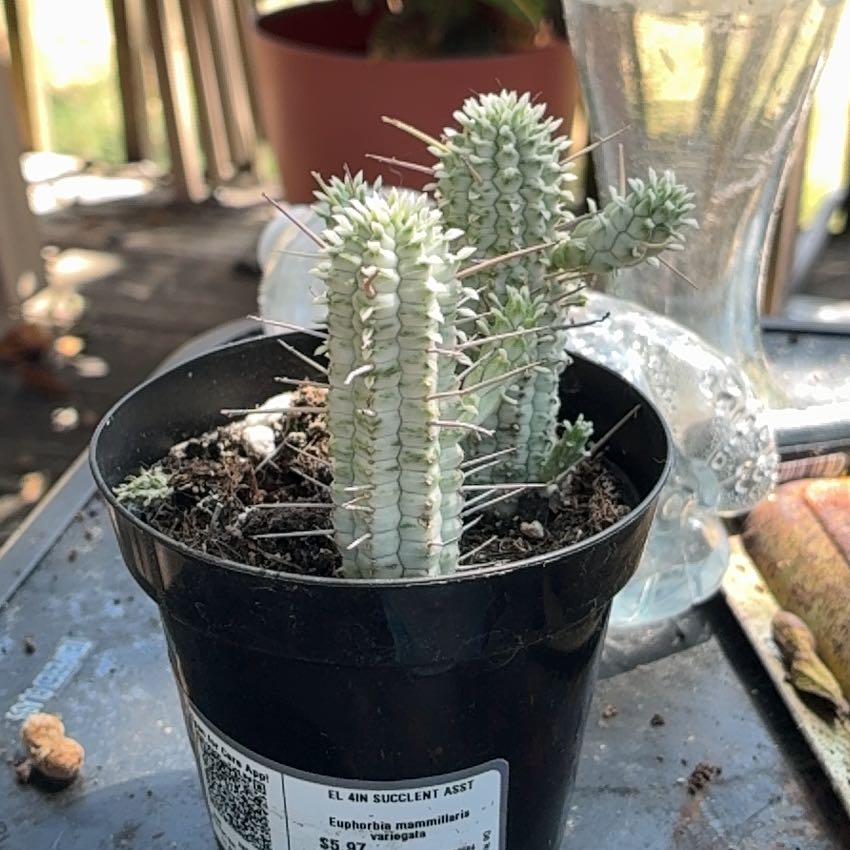 Photo of the plant species Variegated Corncob Cactus by @FitMedeola60 named Demi on Greg, the plant care app