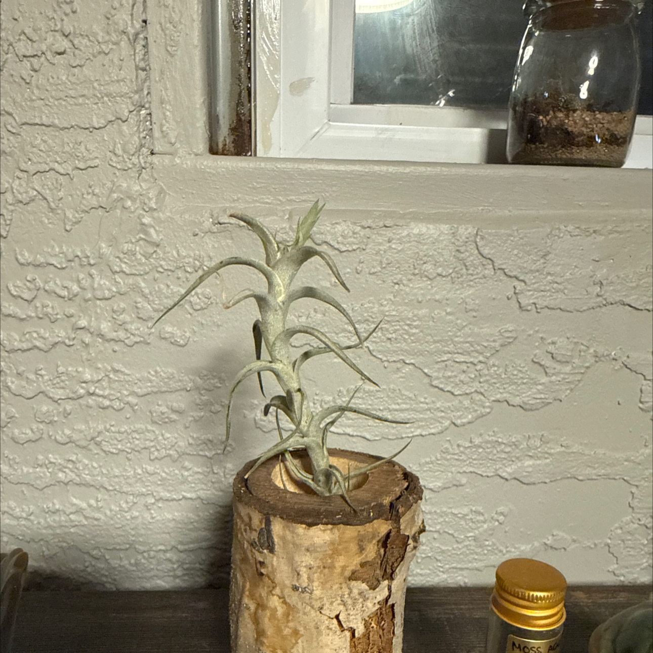 Photo of the plant species Albida Minor Air Plant by @PurelyNoni69 named Terra on Greg, the plant care app