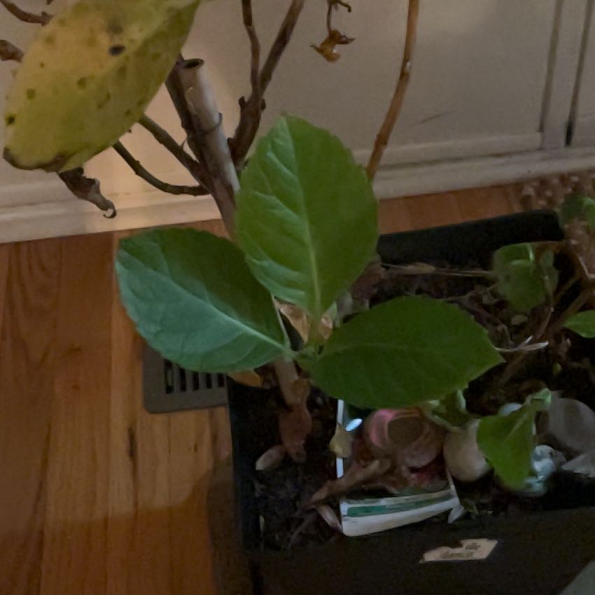 Photo of the plant species Hydrangea by @KeyBroom26 named Hydrangea on Greg, the plant care app