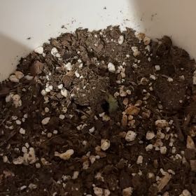 Photo of the plant species Cacao Tree by @HipBalsam89 named Coco on Greg, the plant care app