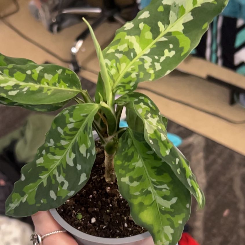 Photo of the plant species Anglaonema Tricolor by @AnewAgave51 named Pictum Tricolor on Greg, the plant care app