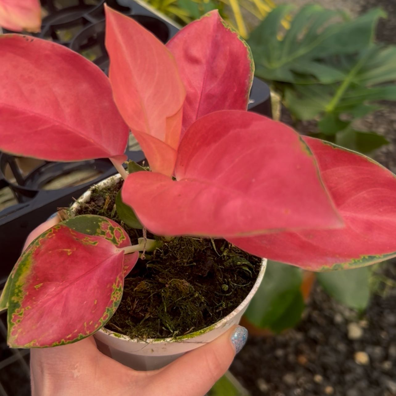 Photo of the plant species 'Lucky Red' by @AnewAgave51 named Lucky Red on Greg, the plant care app
