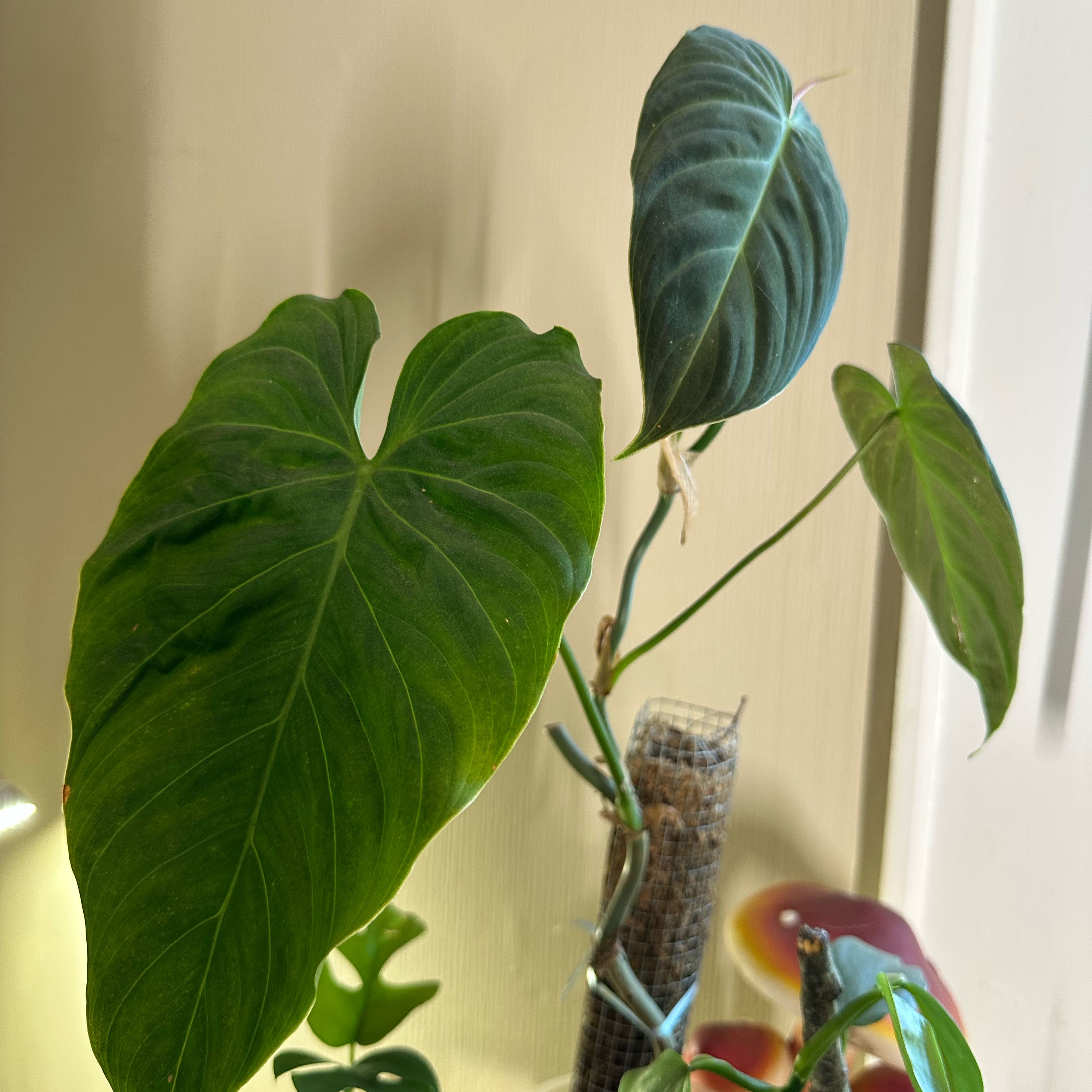 Photo of the plant species Philodendron melanochrysum x verrucosum by @KeyBushlily45 named Sherlock on Greg, the plant care app