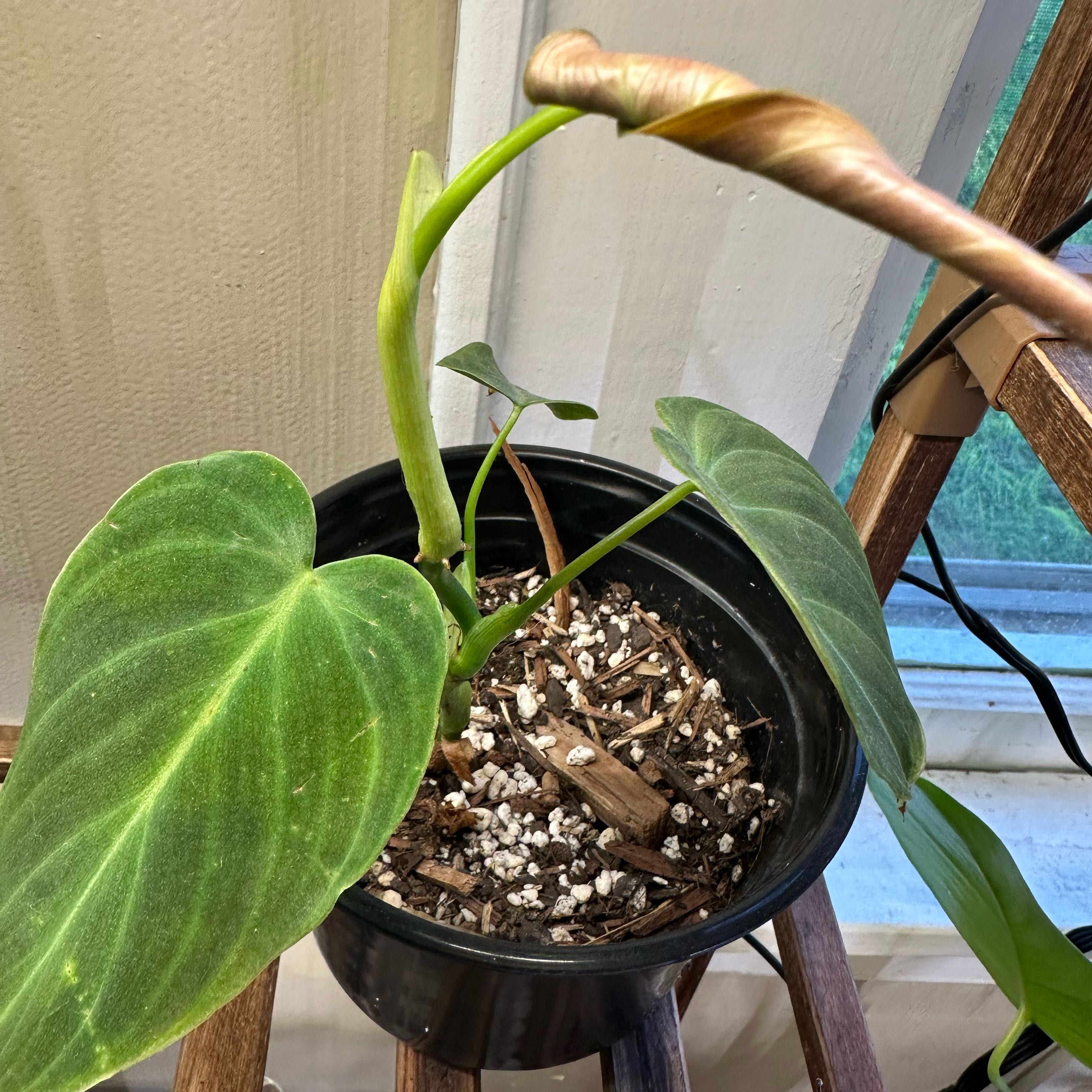Photo of the plant species Philodendron melanochrysum x verrucosum by @KeyBushlily45 named Cleopatra on Greg, the plant care app