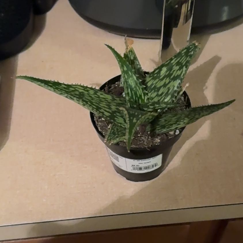 Photo of the plant species Aloe harlana by @BusyBasil65 named Orwell on Greg, the plant care app