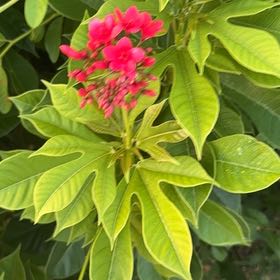 Photo of the plant species Spicy Jatropha by @SpeedyPothos3 named Sanders on Greg, the plant care app