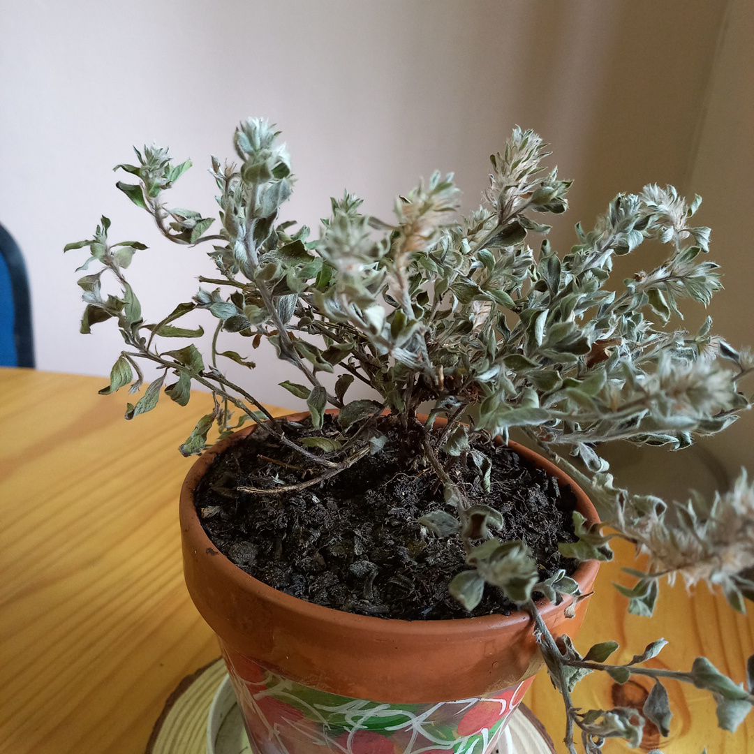Photo of the plant species Evolvulus 'Blue My Mind®' by @StoriedCosmo97 named Duke on Greg, the plant care app