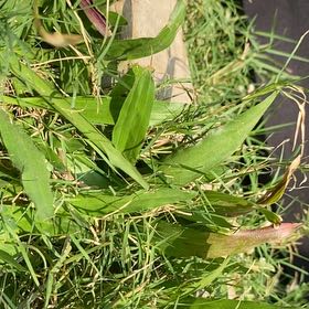 Photo of the plant species Ribwort Plantain by @WarmWinika88 named James Dean on Greg, the plant care app