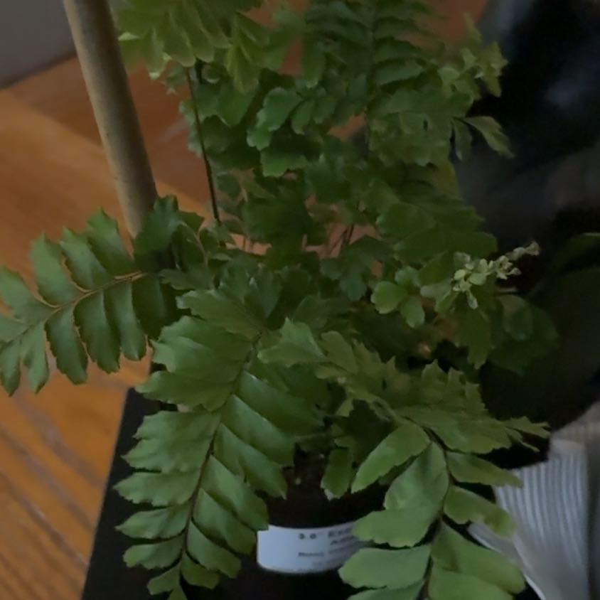 Photo of the plant species Rosy Maidenhair Fern by @ClubbyLithop62 named Marley on Greg, the plant care app