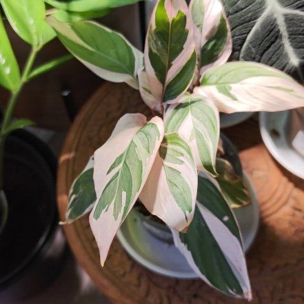 Photo of the plant species Calathea 'Princess Dalya' by @CenteredMum82 named Terra on Greg, the plant care app