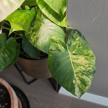 Photo of the plant species Variagated Odora Aurea by @CenteredMum82 named Treeyoncé on Greg, the plant care app