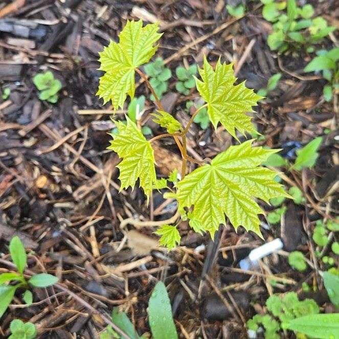 Photo of the plant species Norway Maple by @SimonL named Sage on Greg, the plant care app