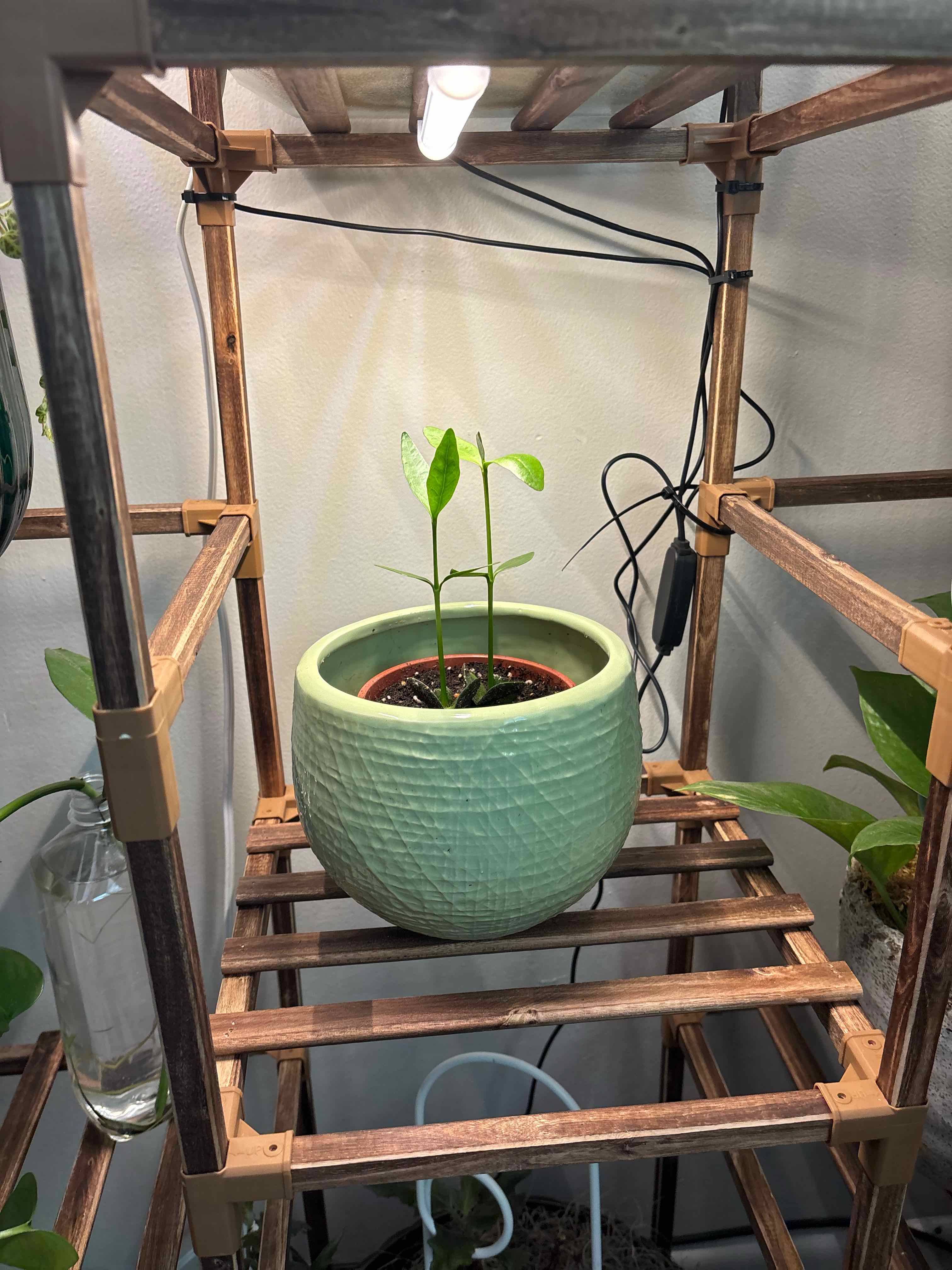 Photo of the plant species Black Mangrove by @StylishPokaka80 named Rainier on Greg, the plant care app