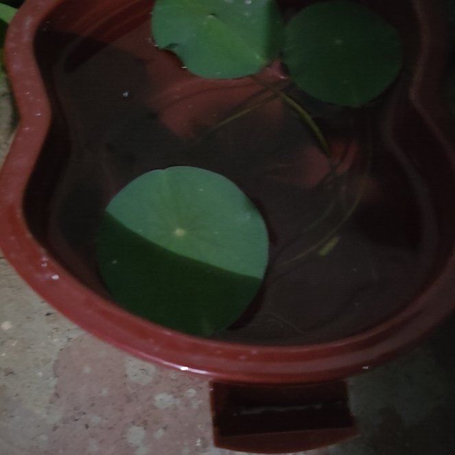 Photo of the plant species Water-Shield by @GoodSaguaro58 named Sherlock on Greg, the plant care app
