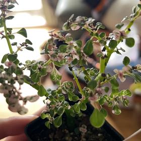Photo of the plant species artillery plant by @R-K_Garden_Co named Tupot amaroot on Greg, the plant care app