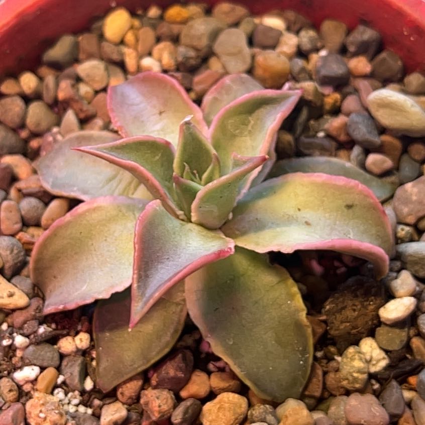 Photo of the plant species Echeveria 'Madiba' by @R-K_Garden_Co named Sahara on Greg, the plant care app