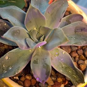 Photo of the plant species Echeveria 'Blue Prince' by @R-K_Garden_Co named Darwin on Greg, the plant care app