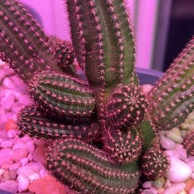 Photo of the plant species Echinopsis 'Ruby Starlight' by @R-K_Garden_Co named Lavender on Greg, the plant care app