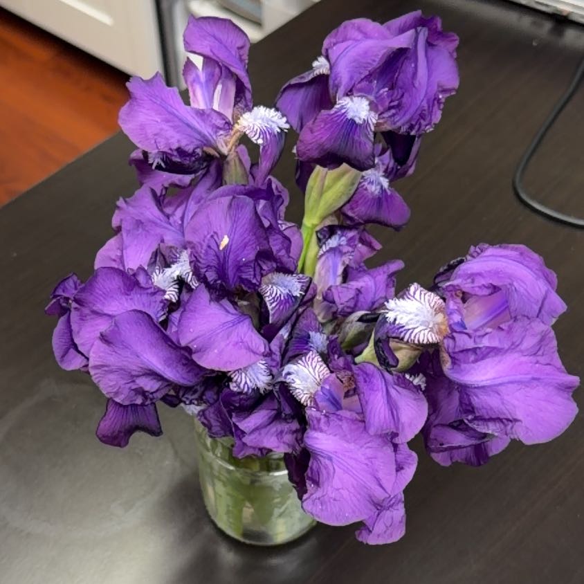 Photo of the plant species Crimean Iris by @ArtisteBonsai66 named Sherlock on Greg, the plant care app